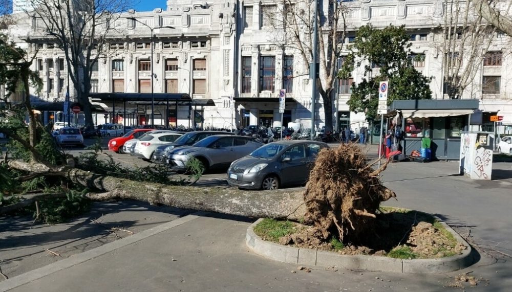 caduta_alberi